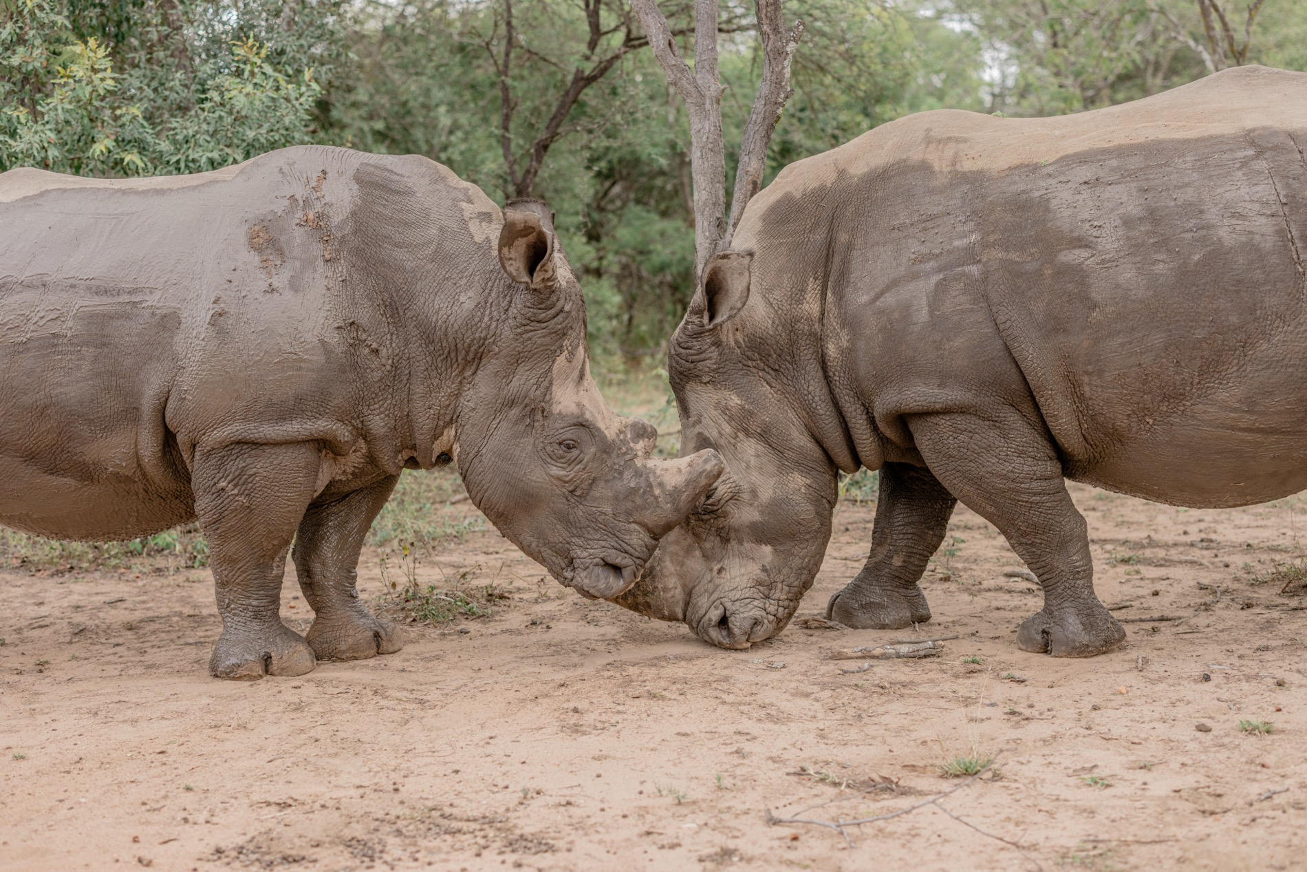 Rhino Revolution